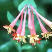 Lonicera sempervirens added by Shoot)