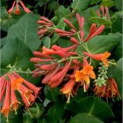 'Dropmore Scarlet' is a vigorous, deciduous climber with clusters of bright-scarlet tubular flowers in summer. In autumn it bears orange-red berries. Lonicera x brownii 'Dropmore Scarlet' added by Shoot)