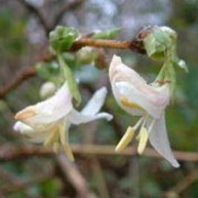 'Winter Beauty' is a strong-growing, rounded, mid-sized deciduous shrub with ovate light-green leaves.  In winter and early spring it bears small, sweetly scented, cream flowers on its bare branches.  These are occasionally followed by red berries in summer.
 Lonicera x purpusii 'Winter Beauty' added by Shoot)