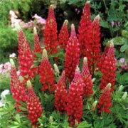 'My Castle' forms clumps of foliage with long racemes of dark red flowers Lupin polyphyllus 'My Castle' added by Shoot)