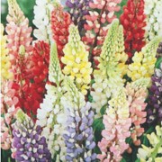 'Russell Hybrid' forms clumps of foliage with long flower racemes in shades of blue, pink, red, white and yellow in summer. Lupinus 'Russell Hybrid' added by Shoot)