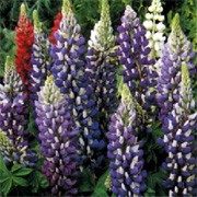 'The Governor' forms clumps of foliage with long flower racemes in shades of blue and white in summer. Lupinus 'The Governor' added by Shoot)