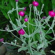 Lychnis coronaria added by Shoot)