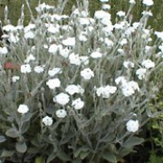 'Alba' is a short-lived biennial with grey felted leaves and open sprays of long-stalked, white flowers in late summer. Lychnis coronaria 'Alba' added by Shoot)