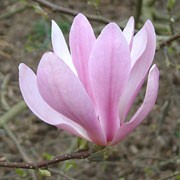 'Ann' is a medium-sized, deciduous shrub, grown for its large, purple-pink flowers on bare stems in spring. Magnolia 'Ann' added by Shoot)
