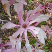 'Betty' is a medium-sized, deciduous shrub, grown for its large flowers that are purple on the outside, creamy inside with purple centres in spring. Magnolia 'Betty' added by Shoot)