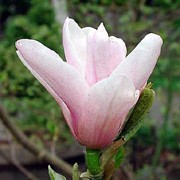 Magnolia 'Heaven Scent' added by Shoot)