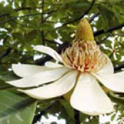Magnolia obovata Thunb. added by Shoot)