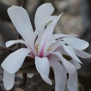 Magnolia stellata added by Shoot)