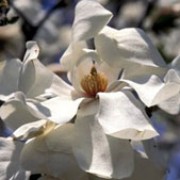 'Merrill' is a small deciduous tree grown for its profusion of large, white, fragrant flowers on bare stems in spring. Magnolia x loebneri 'Merrill' added by Shoot)