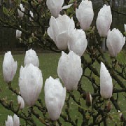 Magnolia x soulangeana 'Alba Superba' added by Shoot)