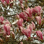 'Etienne Soulange-Bodin' is a large, deciduous shrub of spreading habit, grown for its large, purple-tinged, creamy flowers on bare stems in spring. Magnolia x soulangeana 'Etienne Soulange-Bodin' added by Shoot)