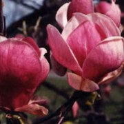 'Lennei' is a large, fast-growing deciduous shrub or tree with large ovate leaves and distinctive goblet-shaped flowers which are deep rose-purple outside and white inside. Magnolia x soulangeana 'Lennei' added by Shoot)