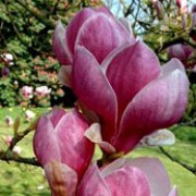 Magnolia x soulangeana 'Rustica Rubra' added by Shoot)