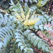 'Buckland' is a large evergreen shrub with spiny leaves and spikes of yellow flowers in autumn and winter, followed by black berries. Mahonia x media 'Buckland' added by Shoot)
