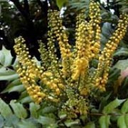 'Lionel Fortescue' is a large evergreen shrub with spiny, pinnate leaves and bright-yellow scented flowers in clustered upright racemes followed by blue-black berries. Mahonia x media 'Lionel Fortescue' added by Shoot)