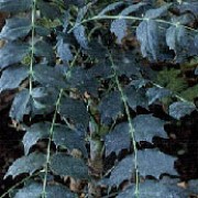 M. x media 'Underway' is a bushy, upright, evergreen shrub with dark-green, spiny, glossy leaves.  In autumn and winter it bears fragrant, yellow flowers which are followed by blue-black berries. Mahonia x media 'Underway' added by Shoot)
