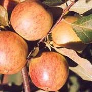 'Falstaff' is an apple tree with pale-pink flowers in spring and sweet dessert apples in Autumn. Malus domestica 'Falstaff' added by Shoot)