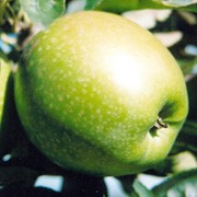 'Granny Smith' is an apple tree with pale-pink flowers in spring followed by sweet, crisp, edible fruit in late autumn to early winter. Malus domestica 'Granny Smith' added by Shoot)