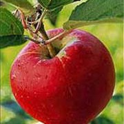 'Sweet Society' is an apple tree with pale-pink flowers in spring, followed by flavourful, sweet red fruit with russet streaks from late autumn. Malus domestica 'Sweet Society' added by Shoot)