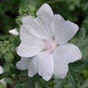 'Alba' is a perennial with pearly white, saucer-shaped flowers from summer to early autumn. Malva moschata 'Alba' added by Shoot)
