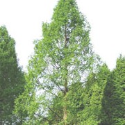Metasequoia glyptostroboides added by Shoot)