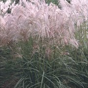 'Flamingo' is a deciduous grass with narrow, arching leaves, and purple-pink flower panicles in late summer.
 Miscanthus sinensis 'Flamingo' added by Shoot)