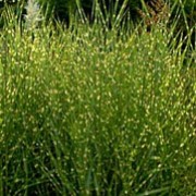 'Strictus' is a clump forming grass with spiky foliage marked with horizontal, cream-yellow banding across the leaves, and pinkish flowers appearing autumn. Miscanthus sinensis 'Strictus' added by Shoot)