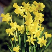 N. 'April Tears' is a bulbous perennial with strap-shaped leaves.  In spring, it produces several yellow flowers with reflexed petals. Narcissus 'April Tears' added by Shoot)
