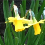 N. 'Arctic Gold' is a bulbous perennial with strap-shaped leaves and single, golden-yellow flowers in spring. Narcissus 'Arctic Gold' added by Shoot)
