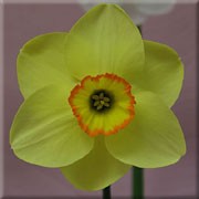 N. 'Badbury Rings' is a bulbous perennial with strap-shaped leaves and single, yellow flowers with orange-rimmed cups in spring. Narcissus 'Badbury Rings' added by Shoot)