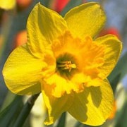 N. 'Bryanston' is a bulbous perennial with strap-shaped leaves and single, large, golden-yellow flowers in spring. Narcissus 'Bryanston' added by Shoot)
