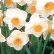 N. 'Doctor Hugh' is a bulbous perennial with strap-shaped leaves and single, white trumpet-shaped flowers with small, orange cups in spring. Narcissus 'Doctor Hugh' added by Shoot)