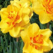 N. 'Double Event' is a bulbous perennial with double, pale-lemon flowers with darker yellow centres in spring. Narcissus 'Double Event' added by Shoot)