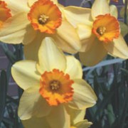 N. 'Feeling Lucky' is a bulbous perennial with strap-shaped leaves and single yellow flowers with orange cups in spring. Narcissus 'Feeling Lucky' added by Shoot)