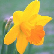 N. 'Glenfarclas' is a bulbous perennial with strap-shaped leaves and single, trumpet-shaped, yellow flowers with the trumpets a deeper shade, in spring. Narcissus 'Glenfarclas' added by Shoot)