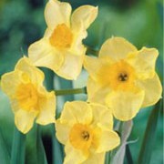 N. 'Golden Dawn' is a bulbous perennial with strap-shaped leaves and umbels of fragrant, pale-yellow flowers with orange cups in spring. Narcissus 'Golden Dawn' added by Shoot)