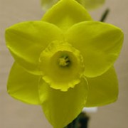 N. 'Goldfinger' is a bulbous perennial with strap-shaped leaves and single, yellow, trumpet-shaped flowers with darker trumpets in spring. Narcissus 'Goldfinger' added by Shoot)