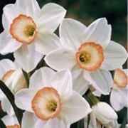 N. 'High Society' is a bulbous perennial with strap-shaped leaves and large, single, off-white, trumpet-shaped flowers with cream cups that are marked with pink in spring. Narcissus 'High Society' added by Shoot)