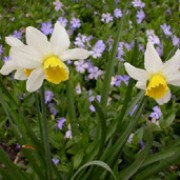 'Jack Snipe' is a bulbous perennial with strap-shaped leaves. In spring, it produces single white flowers with red-ringed, yellow centres. Narcissus 'Jack Snipe' added by Shoot)