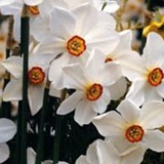 'Pheasant's Eye' is a late-blooming, fragrant daffodil with large, white, reflexed petals and a small, yellow cup, edged red with a green eye. Narcissus 'Pheasant's Eye' added by Shoot)