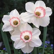 'Pink Charm' forms overlapping pure white outer petals and a pink-rimmed soft white cup. Narcissus 'Pink Charm' added by Shoot)