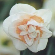 'Pink Paradise' has pure white petals with rosy-pink inner segments. 
 Narcissus 'Pink Paradise' added by Shoot)