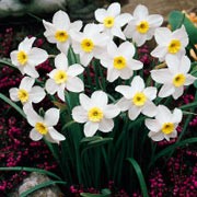 'Segovia' is a dwarf, small-cupped daffodil with reflexed white segments and a pale creamy-yellow frilled cup in spring. Narcissus 'Segovia' added by Shoot)