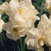 'Sir Winston Churchill' is a double daffodil with fragrant creamy-white and soft orange flowers in spring. Narcissus 'Sir Winston Churchill' added by Shoot)