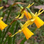 Narcissus cyclamineus added by Shoot)