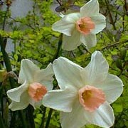 'Bell Song' produces an exceptionally elegant flower with creamy pale-yellow petals and a pink-fringed trumpet.  Narcissus jonquilla 'Bell Song' added by Shoot)
