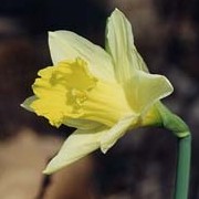 N. pseudonarcissus is a small trumpet daffodil with glaucous foliage and flowers with deep yellow trumpet and pale yellow segments. Narcissus pseudonarcissus added by Shoot)