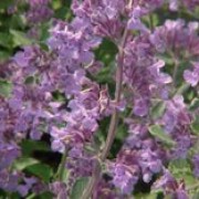 'Walker's Low' is a erect perennial with aromatic foliage, producing spikes of blue, tubular flowers in summer. Nepeta racemosa 'Walker's Low' added by Shoot)