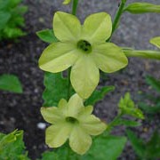Nicotiana 'Lime Green' added by Shoot)